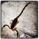 Scorpion