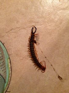 Texas Red Headed Centipede